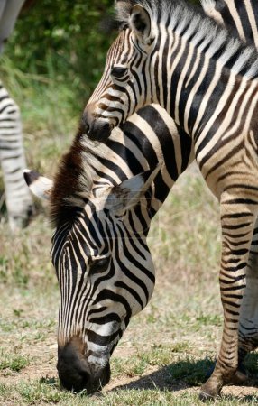 Mama and baby zebra heads