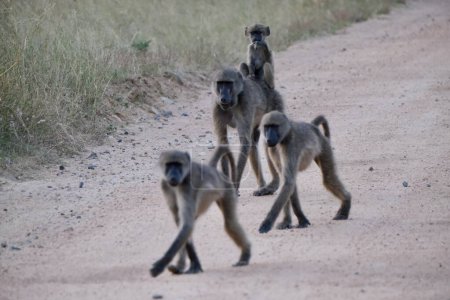 couple of baboons with baby baboon sitting on mamas back, crossing the road