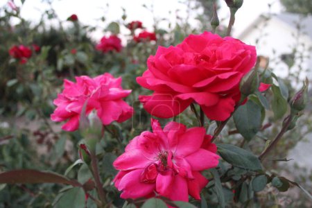 Foto de Fotografia de rosas rojan en el jardín - Imagen libre de derechos