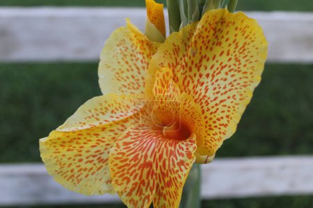 Foto de Foto de hermosa flor amarilla en el jardín - Imagen libre de derechos