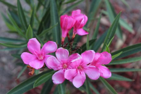 Foto de Fotografa de una flor rosada en el jardín - Imagen libre de derechos