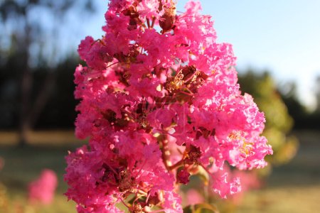 Foto de Fotografía de una flor rosa en el jardín - Imagen libre de derechos