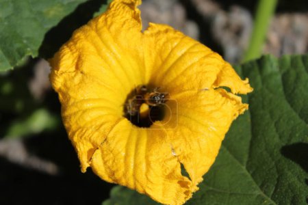 Foto de Una imagen de una flor en el jardín - Imagen libre de derechos