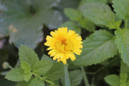 Foto de Una imagen de una flor en el jardín - Imagen libre de derechos