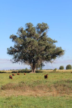 Foto de Fotografía de un gran árbol en un campamento con vacas - Imagen libre de derechos