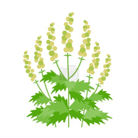 Cause of hay fever: Image of ragweed