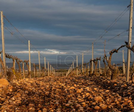 Mañana en el campo de viñas en un día nublado. Cielo dramático con piedras en el primer plano de una escena no urbana de la agricultura tradicional y moderna