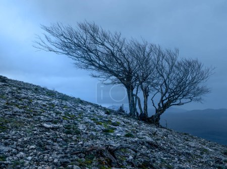 Foto de Un plano vertical de un hermoso árbol en un bosque de montaña bajo el cielo nublado - Imagen libre de derechos
