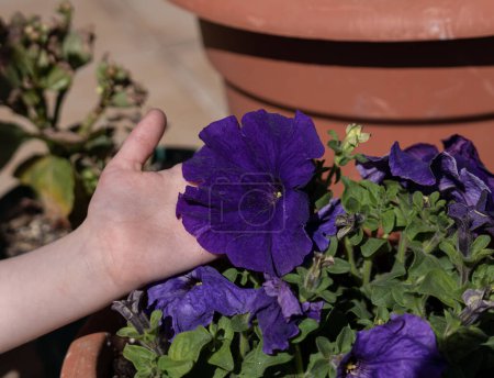 Kid's hand holding a purple flower