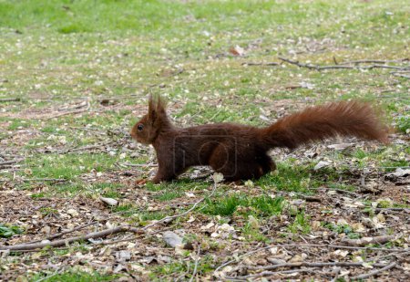 Red squirrel running to the left