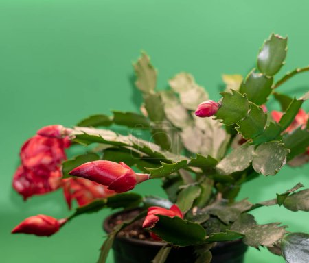 Red flowers of christmas cactus plant