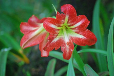 Téléchargez les photos : Amaryllis belladonna. Fleurs de Lilly rouges et blanches fleurissent. - en image libre de droit