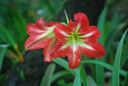 Téléchargez les photos : Amaryllis belladonna. Fleurs de Lilly rouges et blanches fleurissent. - en image libre de droit