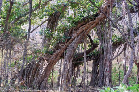 Ancient Sentinels: Majestic Trees with Timeless Roots. As guardians of the landscape, these old trees embody nature's enduring spirit, an awe-inspiring testament to the passage of time.