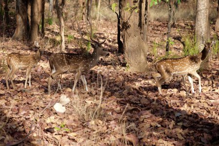 Spots and Shadows in the Woodlands. Una imagen atmosférica de ciervos movidos moviéndose a través de las sombras de una zona boscosa, mostrando el contraste entre sus capas moteadas y los alrededores.
