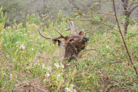A big Indian Sambar deer stag reaches out to eat leaves on a tall bush. The beautiful horns protecting it from thorns.