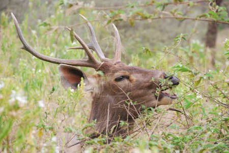 A big Indian Sambar deer stag reaches out to eat leaves on a tall bush. The beautiful horns protecting it from thorns.