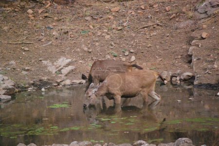 Waterside Companions. A Sambar deer pair taking respite at a watering hole, showcasing their companionship and the importance of these natural oases in their daily lives.
