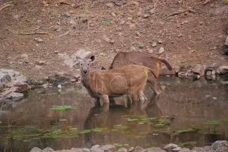 Waterside Companions. A Sambar deer pair taking respite at a watering hole, showcasing their companionship and the importance of these natural oases in their daily lives.