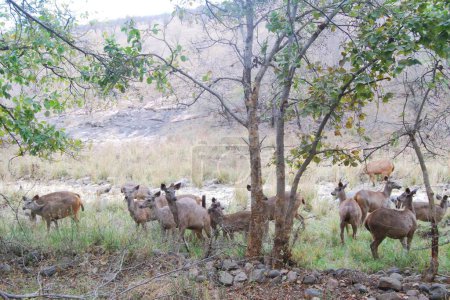 A Sambar deer gathering. Sambar deer are social animals, and herding allows them to cooperate for protection against predators and to share information about food sources.