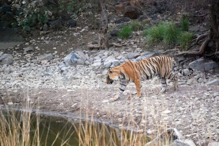 Monarch 's Spaziergang: Ein königlicher bengalischer Tiger nähert sich der Oase. Ein königlicher bengalischer Tiger schreitet anmutig auf ein schimmerndes Wasserloch zu und verkörpert in jedem Schritt die Essenz des Königshauses.