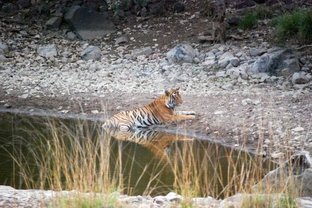 Reflections of Royalty : A Royal Bengal Tiger Contemplates by the Oasis.Le regard introspectif du tigre royal du Bengale s'installe dans les eaux sereines d'un abreuvoir, reflétant l'élégance intemporelle du souverain de la jungle.
