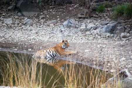 Reflections of Royalty: A Royal Bengal Tiger Contemplates by the Oasis.The introspective gaze of the Royal Bengal Tiger as it sits poised within the serene waters of a watering hole, reflecting the timeless elegance of the jungle's sovereign.