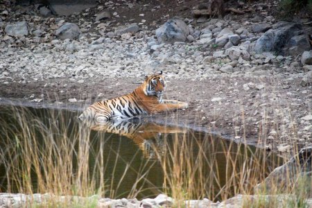 Reflections of Royalty: A Royal Bengal Tiger Contemplates by the Oasis.The introspective gaze of the Royal Bengal Tiger as it sits poised within the serene waters of a watering hole, reflecting the timeless elegance of the jungle's sovereign.