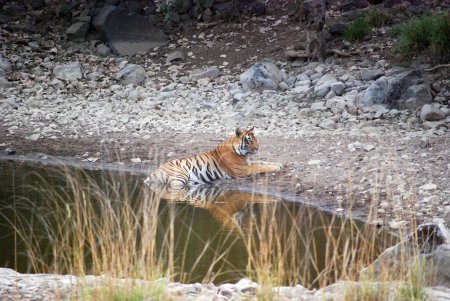 Reflections of Royalty: A Royal Bengal Tiger Contemplates by the Oasis.Der introspektive Blick des königlichen bengalischen Tigers, wie er im ruhigen Wasser eines Wasserlochs sitzt und die zeitlose Eleganz des Herrschers des Dschungels widerspiegelt.