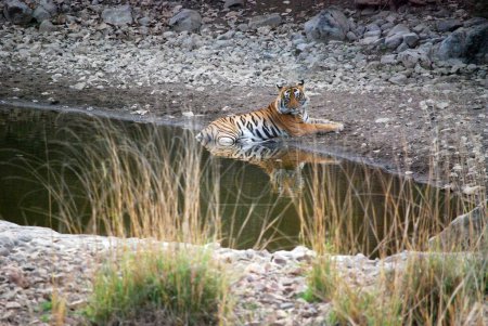 Reflections of Royalty: A Royal Bengal Tiger Contemplates by the Oasis.Der introspektive Blick des königlichen bengalischen Tigers, wie er im ruhigen Wasser eines Wasserlochs sitzt und die zeitlose Eleganz des Herrschers des Dschungels widerspiegelt.