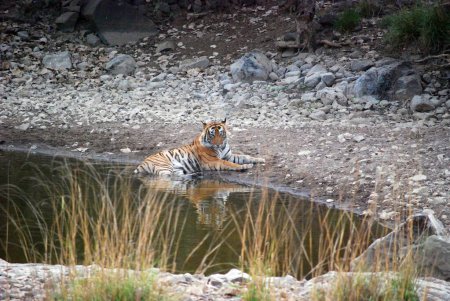 Reflexiones de la realeza: Un tigre real de Bengala contempla el oasis La mirada introspectiva del tigre real de Bengala mientras se asienta en las serenas aguas de un abrevadero, reflejando la elegancia atemporal del soberano de la selva.
