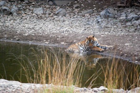 Reflexiones de la realeza: Un tigre real de Bengala contempla el oasis La mirada introspectiva del tigre real de Bengala mientras se asienta en las serenas aguas de un abrevadero, reflejando la elegancia atemporal del soberano de la selva.