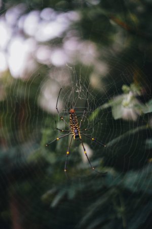 Naturfotografie aus nächster Nähe: Vergrößerte Ansichten einer Spinne inmitten von Wäldern und Bergen
