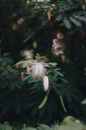 Décryptages Photographie de nature : Vue zoomée sur la flore au milieu des forêts et des montagnes