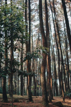 Téléchargez les photos : Explorez les cascades spectaculaires et les sentiers forestiers de Sentul Bogor. Une aventure de randonnée avec des amis à Gunung Pancar. Superbe photographie - Wonderful Indonesia - en image libre de droit