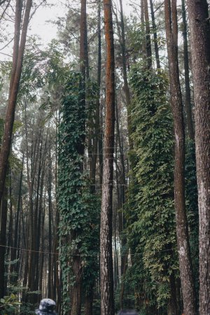 Explorez les cascades spectaculaires et les sentiers forestiers de Sentul Bogor. Une aventure de randonnée avec des amis à Gunung Pancar. Superbe photographie - Wonderful Indonesia