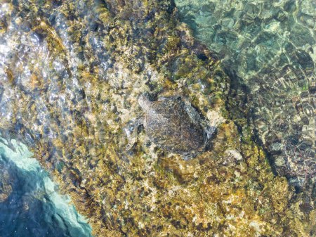 Sea Turtle Swimming across Crystal Sea Waters and Waves in Taiwan Xiaoliuqiu