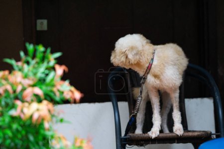 Niedliche flauschige Haustier Hund genießen einen bequemen Sitz im Freien in gemütlichen Hinterhof