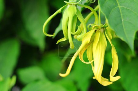 Photo for Cananga odorata, known as ylang-ylang or cananga tree, is a tropical tree that is native to the Philippines, Malaysia, Indonesia, New Guinea, the Solomon Islands, and - Royalty Free Image