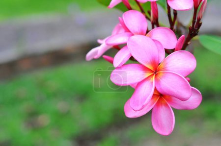 Téléchargez les photos : Fleurs frangipani roses avec fond bokeh - en image libre de droit
