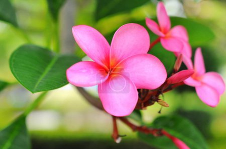 Téléchargez les photos : Fleurs frangipani roses avec fond bokeh - en image libre de droit