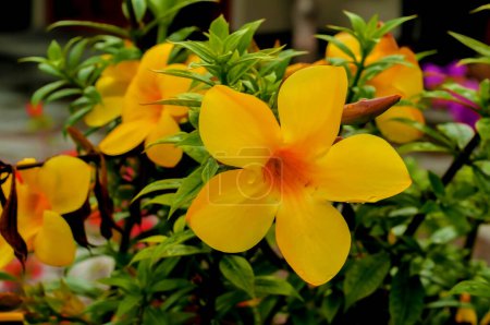 Foto de Allamanda cathartica es una especie de planta fanerógama perteneciente a la familia Apocynaceae.. - Imagen libre de derechos