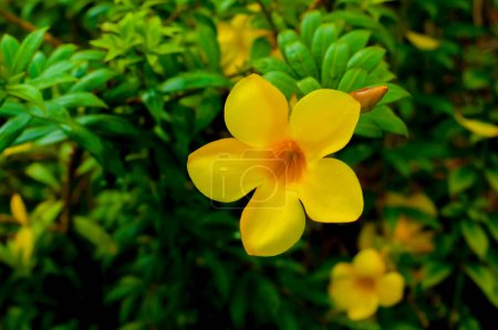 Téléchargez les photos : Allamanda cathartica, communément appelée trompette d'or, trompette commune et allamanda jaune, est une espèce de plante à fleurs du genre Allamanda de la famille des Apocynaceae.. - en image libre de droit