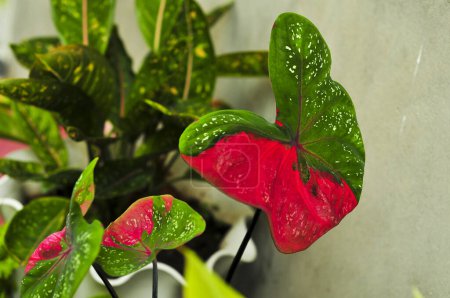 Téléchargez les photos : Taro fleur avec des taches rouges - en image libre de droit
