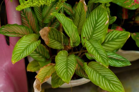 Goeppertia ornata (syn. Calathea ornata, also called variously striped, pin-stripe, or pin-stripe calathea) is a species of perennial plant in the family known as the prayer plants 