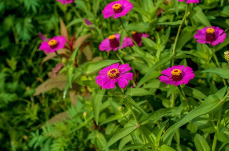 Téléchargez les photos : Zinnia elegans (syn. Zinnia violacea), connue sous le nom de zinnia commune ou zinnia élégante, est une plante à fleurs annuelle de la famille des Asteraceae. - en image libre de droit