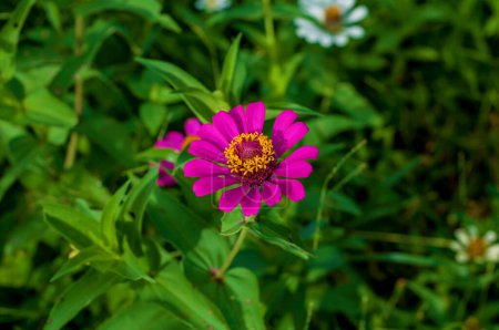 Téléchargez les photos : Zinnia est une plante annuelle à fleurs dressées de la famille des Asteraceae (aster) d'origine mexicaine. - en image libre de droit