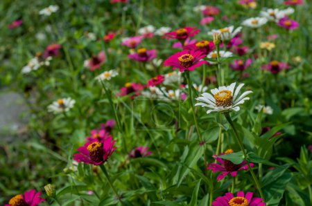 Zinnia or common zinnia is an erect, flowering annual in the Asteraceae (aster) family with Mexican origins