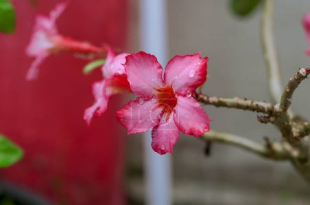 Téléchargez les photos : Adenium obesum, plus communément connu comme une rose du désert, est une espèce toxique de plante à fleurs appartenant à la tribu des Nerieae de la sous-famille des Apocynoideae de la famille des dogbane, Apocynaceae - en image libre de droit
