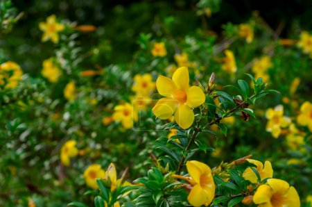 Photo for Allamanda cathartica, commonly called golden trumpet, common trumpetvine,and yellow allamanda - Royalty Free Image